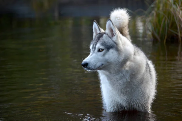 Husky Pies Stoi Wodzie Odwraca Wzrok — Zdjęcie stockowe