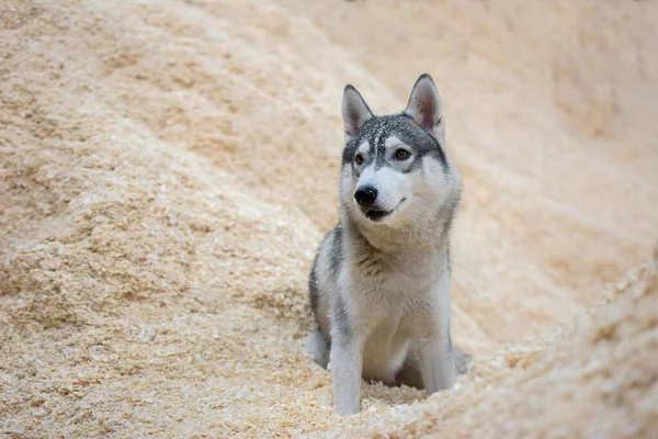 Husky Dog Stercie Wiórów Drewna — Zdjęcie stockowe