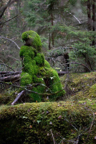 Gobelin Fait Mousse Dans Une Forêt Dense — Photo