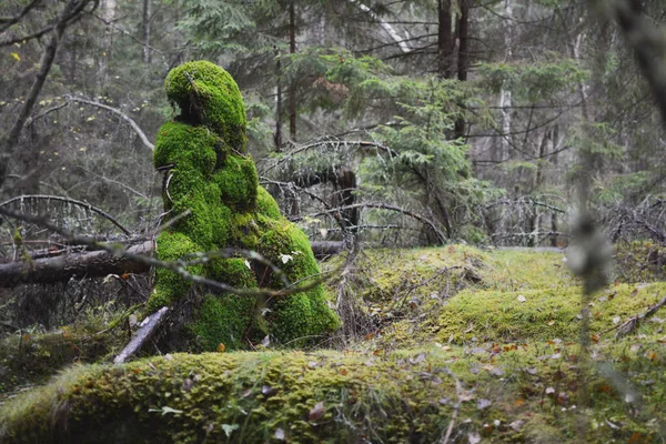 Gobelin Fait Mousse Dans Une Forêt Dense — Photo