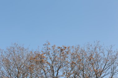 Mavi gökyüzüne karşı bir ağaç tepelerinin yapraksız dalları.