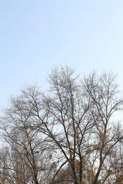 Ağaç tepelerinin gökyüzüne karşı yapraksız dalları.