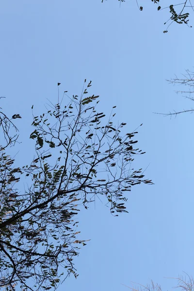 Беслистные ветви деревьев на фоне голубого неба . — стоковое фото
