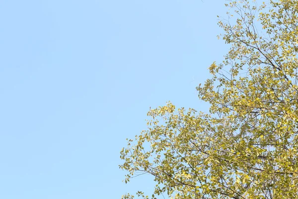 Ветви деревьев на фоне голубого неба . — стоковое фото