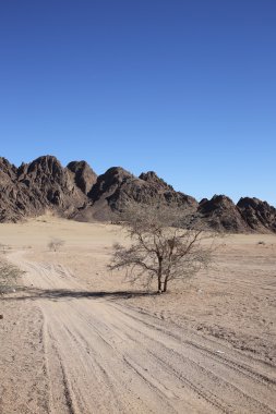 Tek ağaçile çölde Manzara, Mısır.