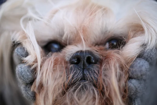 Bild av Fluffy söt munkorg Shih-Tzu hund, närbild — Stockfoto
