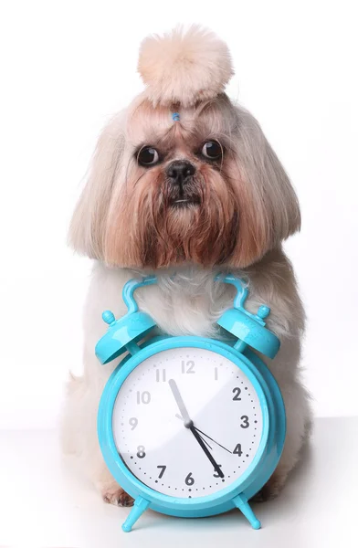 Shih Tzu hund sitter nära blå väckarklockan i studio — Stockfoto