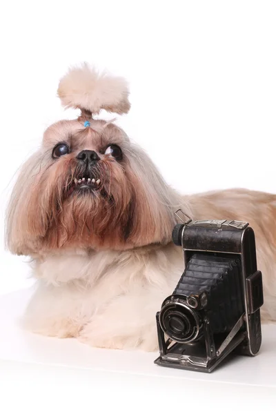 Shih Tzu hund nära den gamla kameran i studio — Stockfoto