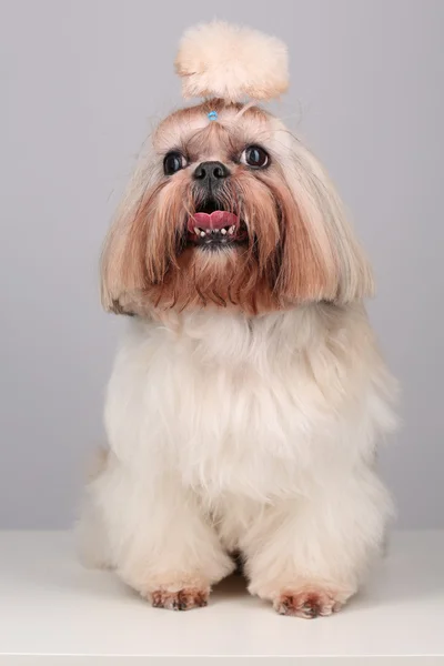 stock image Shih Tzu dog sitting in studio on a grey background