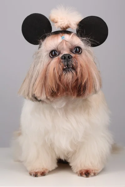 미키 마우스 귀에 신 쭈 강아지. — 스톡 사진