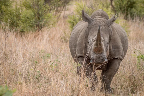 Starring White rhino — Stock Photo, Image