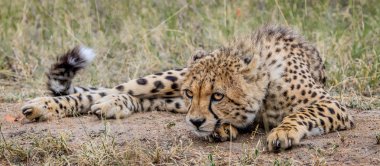 Cheetah bırakmasını