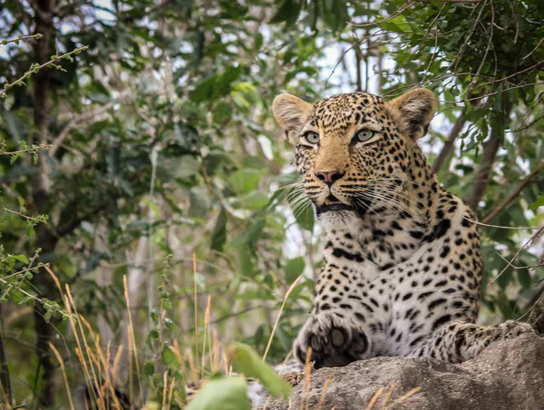 Leopard laying in the sand — Stock Photo, Image