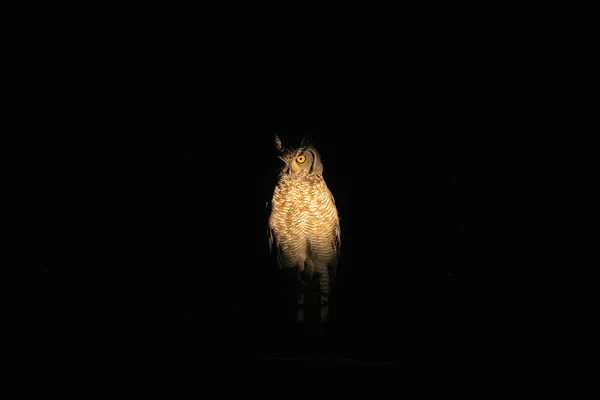 Spotted eagle owl in the night