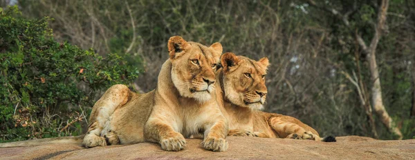 Lions on the rocks — Stock Photo, Image