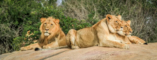 Leões nas rochas — Fotografia de Stock