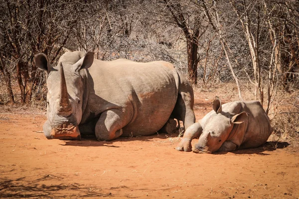 Mãe rinoceronte branco com bebê Rhino — Fotografia de Stock