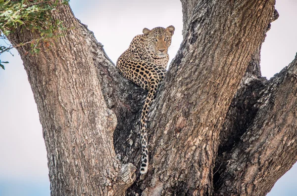 Leopardo su un albero — Foto Stock