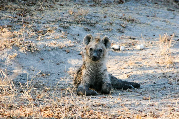 Protagonizada por el cachorro de hiena manchado a la luz del sol — Foto de Stock