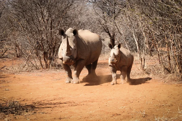 Mother White rhino laying with baby Rhino