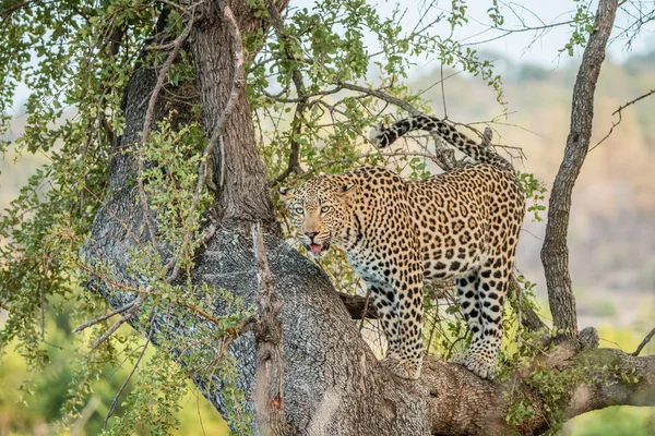 Bir ağaçta leopar — Stok fotoğraf