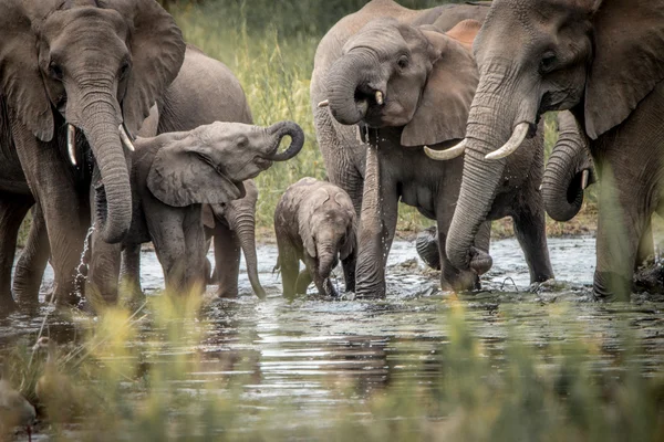 Manada de elefantes bebiendo — Foto de Stock