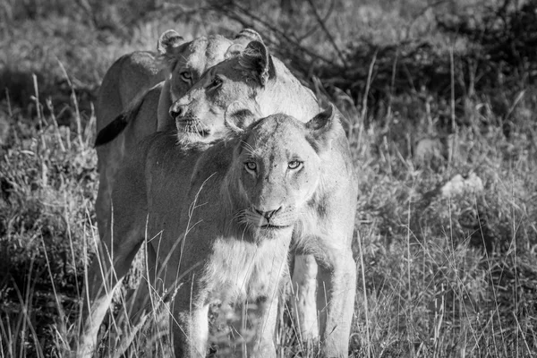 Ligação Leões em preto e branco — Fotografia de Stock