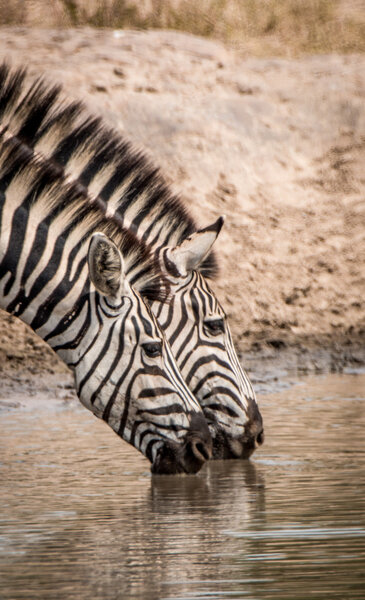 Drinking Zebras in the Kruger National Park, South Africa.