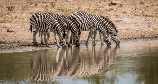 Zebras trinken im Kruger — Stockfoto
