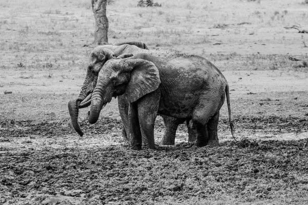 Éléphants prenant un bain de boue en noir et blanc — Photo