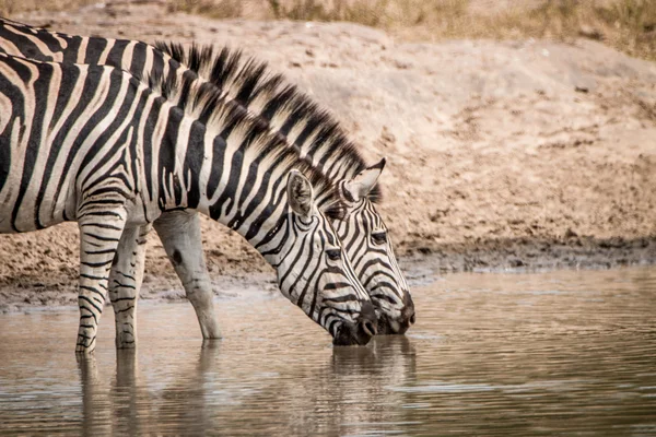 Ivóvíz zebrák a Kruger — Stock Fotó