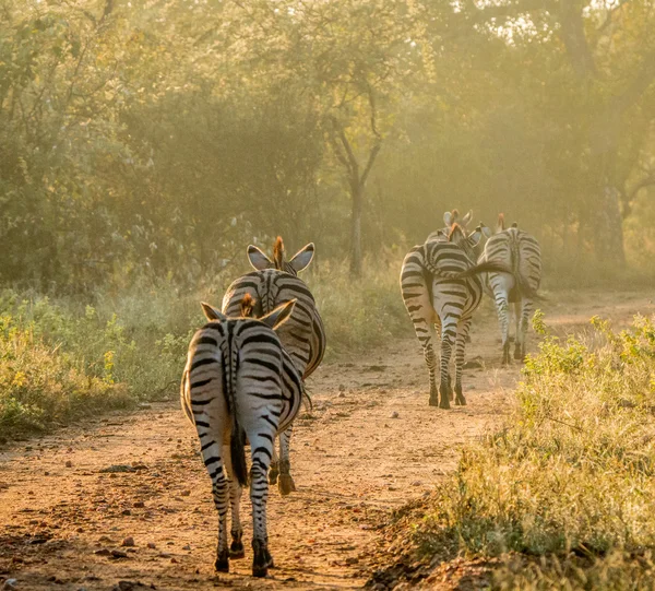 Зебры, ходящие в папке — стоковое фото