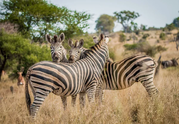 Bonding Zebras in Kruger — Stock Photo, Image