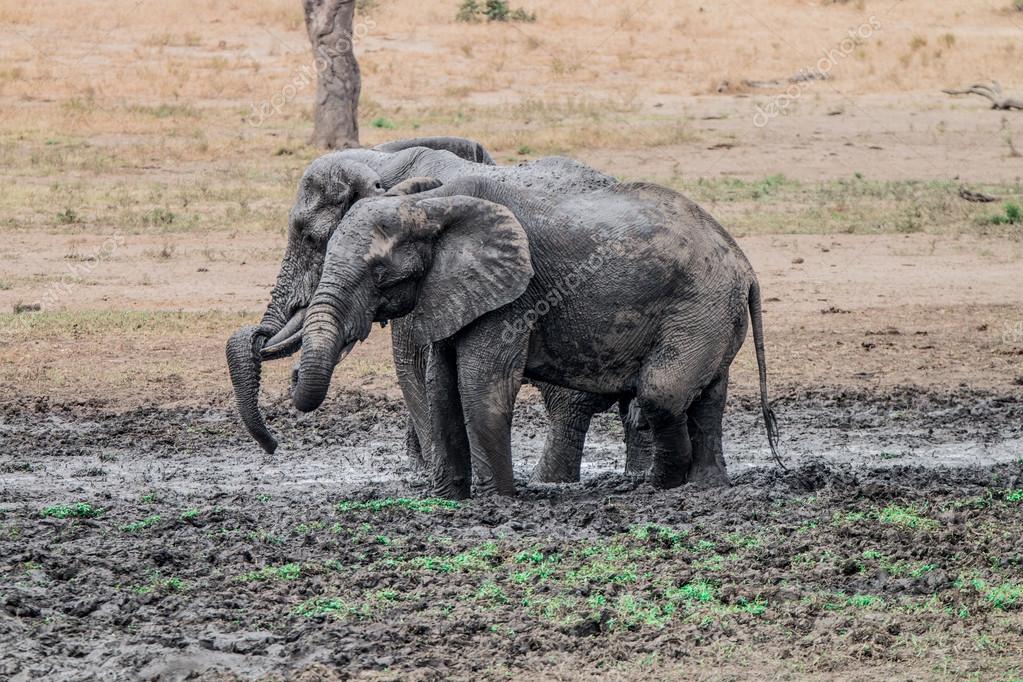 Elephants taking a mud bath Stock Photo by ©Simoneemanphotography 103639090