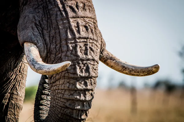 Elefant betar i Kruger — Stockfoto
