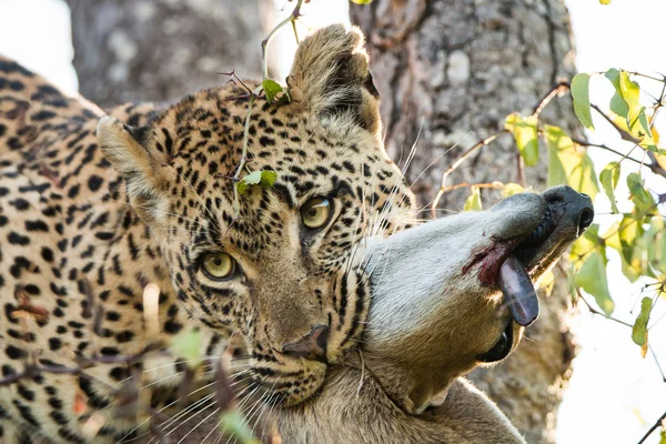 Λεοπάρδαλη με μια θανάτωση Duiker — Φωτογραφία Αρχείου