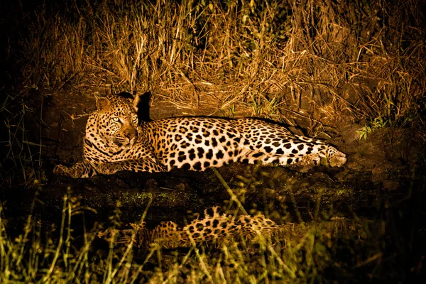 Leopar spot ile gece — Stok fotoğraf