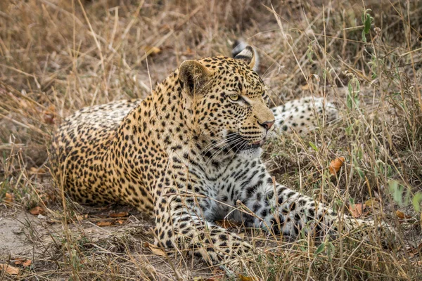 Leopard in het gras leggen — Stockfoto