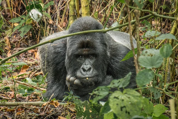 Com Silverback Mountain Gorilla — Fotografia de Stock