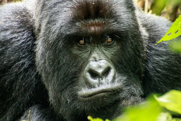 Protagonizada por Silverback Mountain gorilla — Foto de Stock