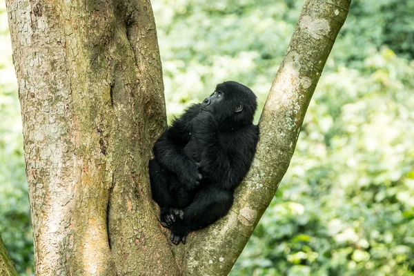 Hegyi gorilla egy fa — Stock Fotó