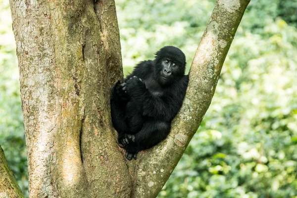 Mountain gorilla in a tree — Stock Photo, Image