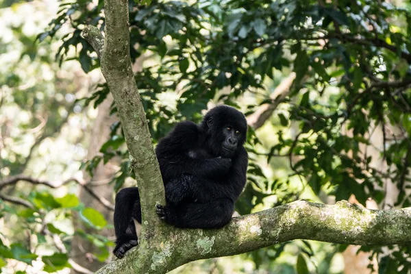 Горная горилла на дереве — стоковое фото
