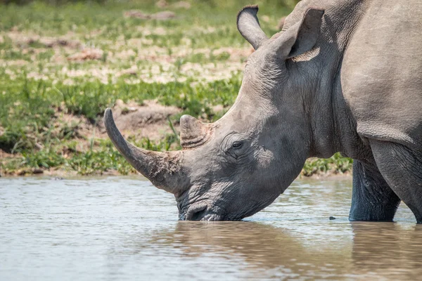 Beyaz rhino içme — Stok fotoğraf