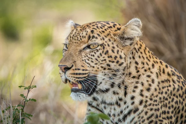 Met in de hoofdrollen Leopard in de Kruger — Stockfoto