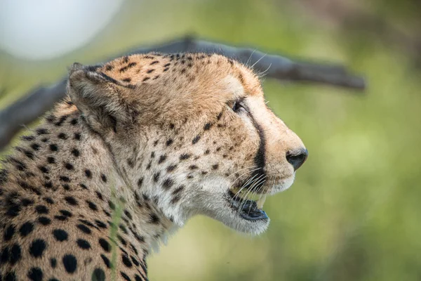 Seitenprofil eines Geparden — Stockfoto