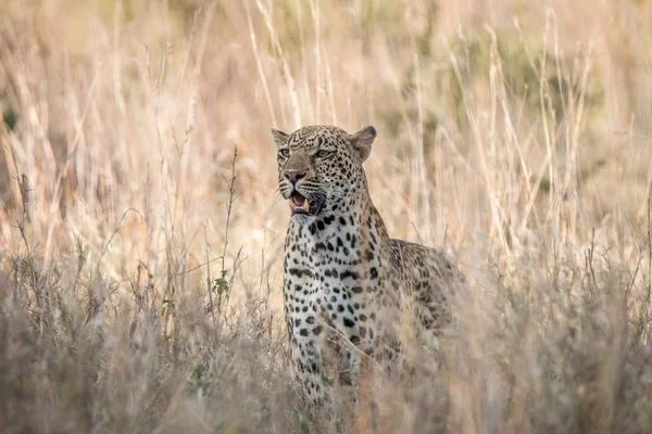 Leopard im Gras — Stockfoto