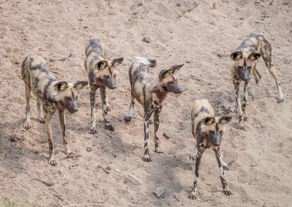 Pack of African wild dogs — Stock Photo, Image