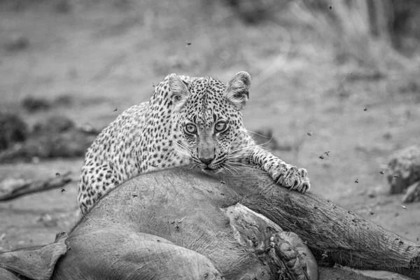 Леопард ест младенца слона в черно-белом — стоковое фото