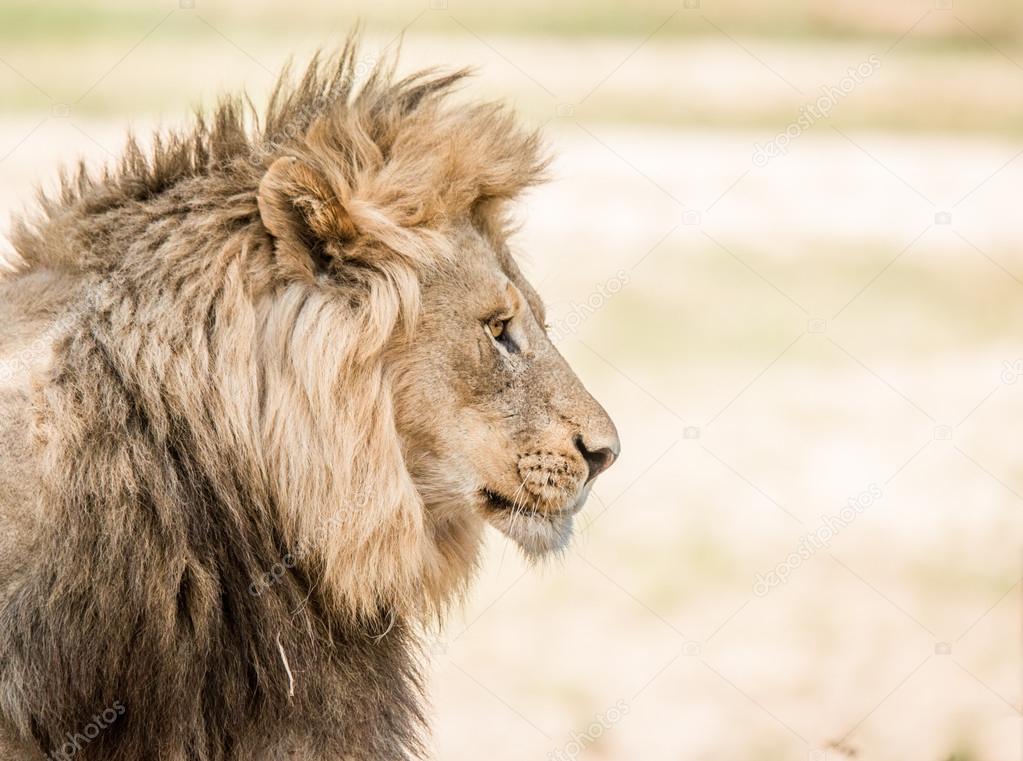 Side profile of a Lion